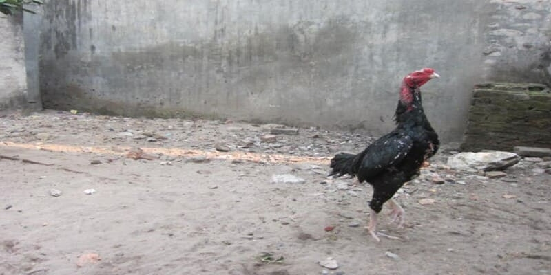 ga o chan trang dac diem