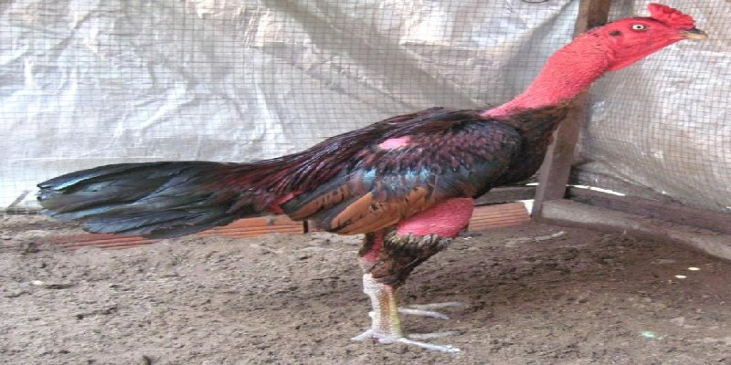 ga o chan trang mot so dong